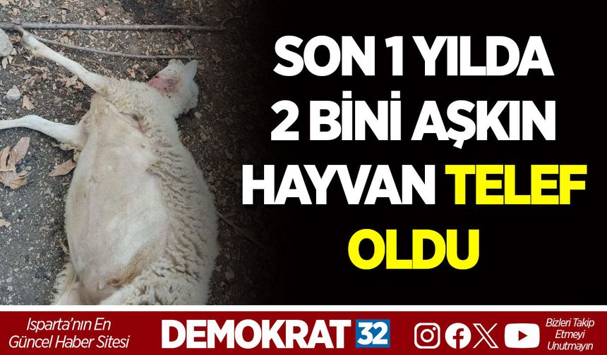 SON 1 YILDA 2 BİNİ AŞKIN HAYVAN TELEF OLDU