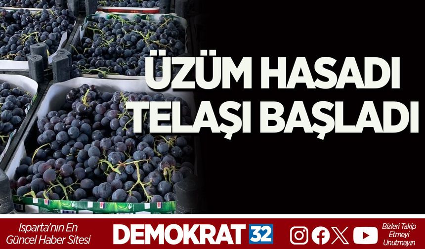 ÜZÜM HASADI TELAŞI BAŞLADI