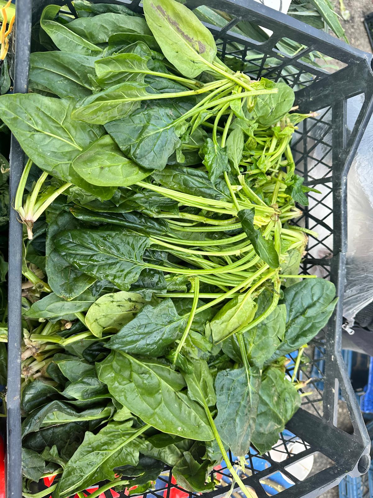 Soğuk Hava Karaağaç Pazarını Olumsuz Etkiledi (1)