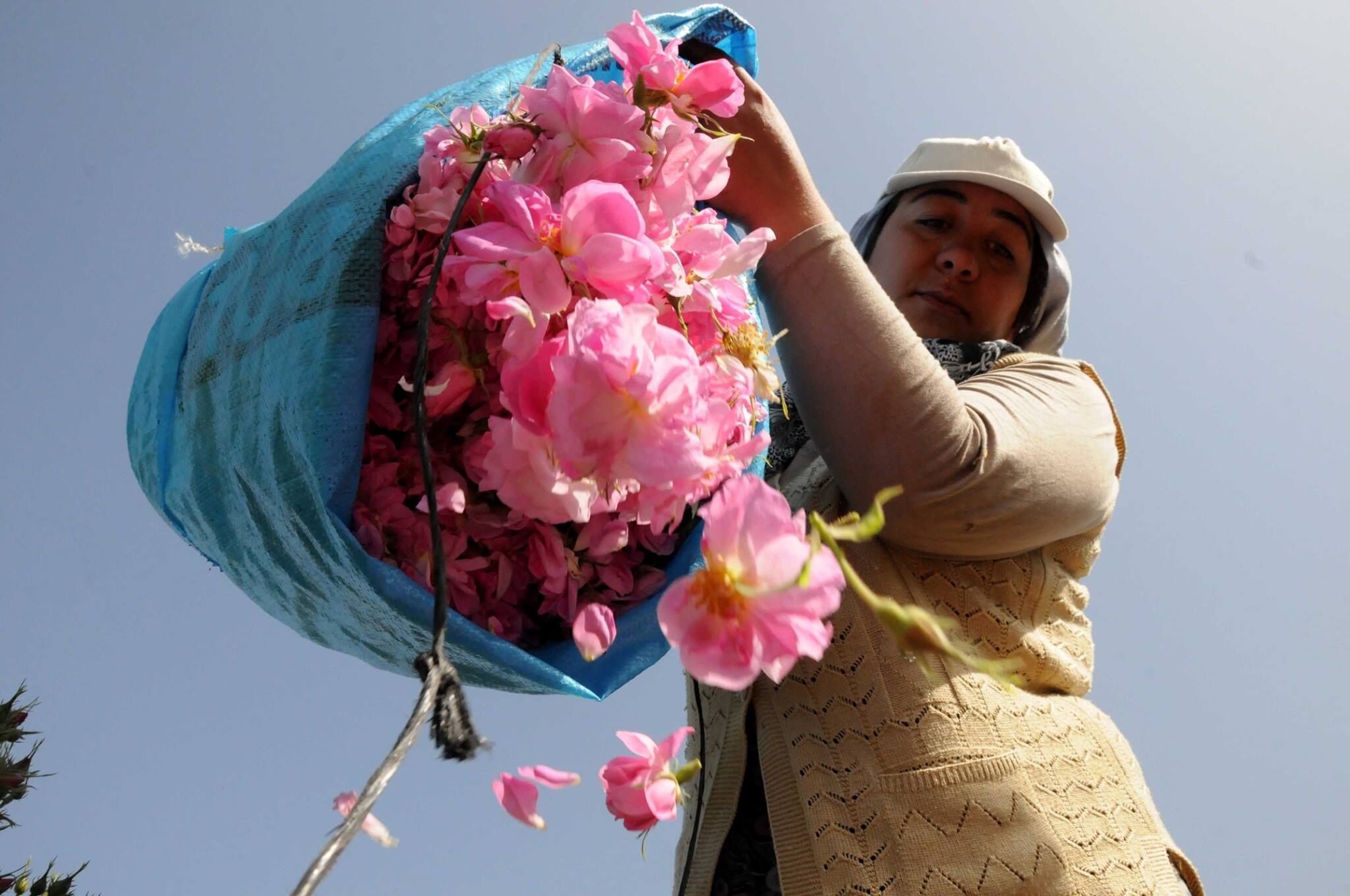 Gül Yeni Çekimleriiiiiiiiiiiiiiiiiiiiiiiiiiiii (1)