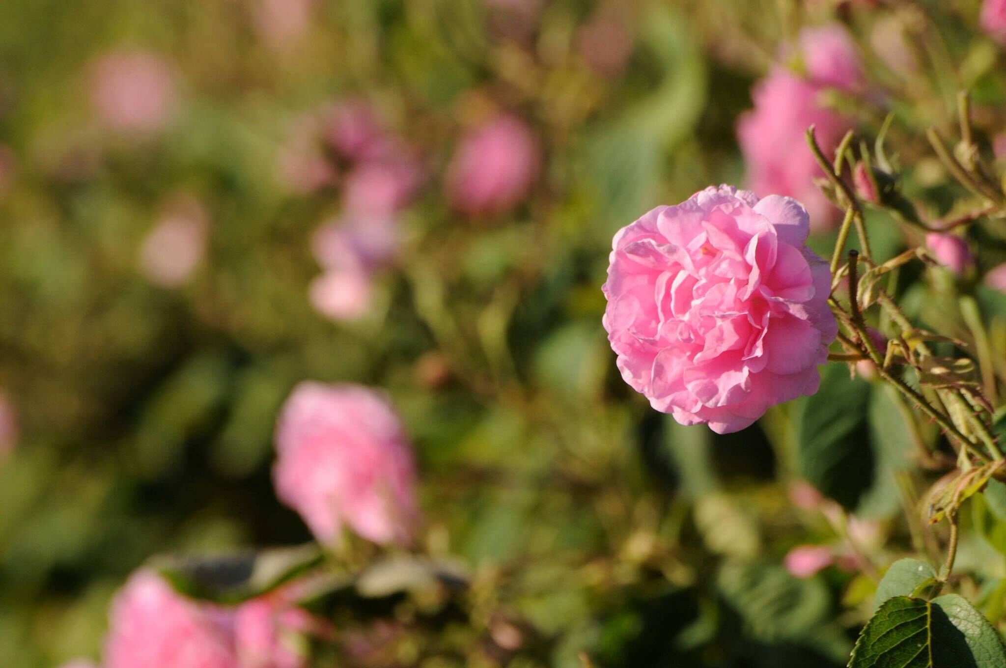 Gül Yeni Çekimleriiiiiiiiiiiiiiiiiiiiiiiiiiiii (4)