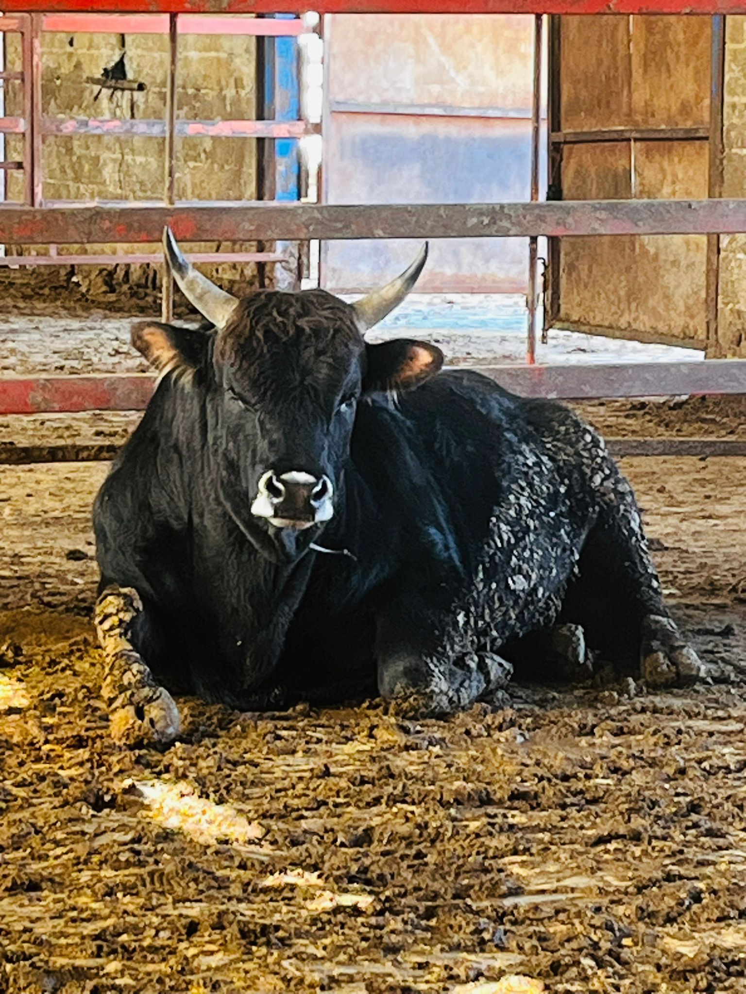 “Kurbanlıklarımız Kendi (4)