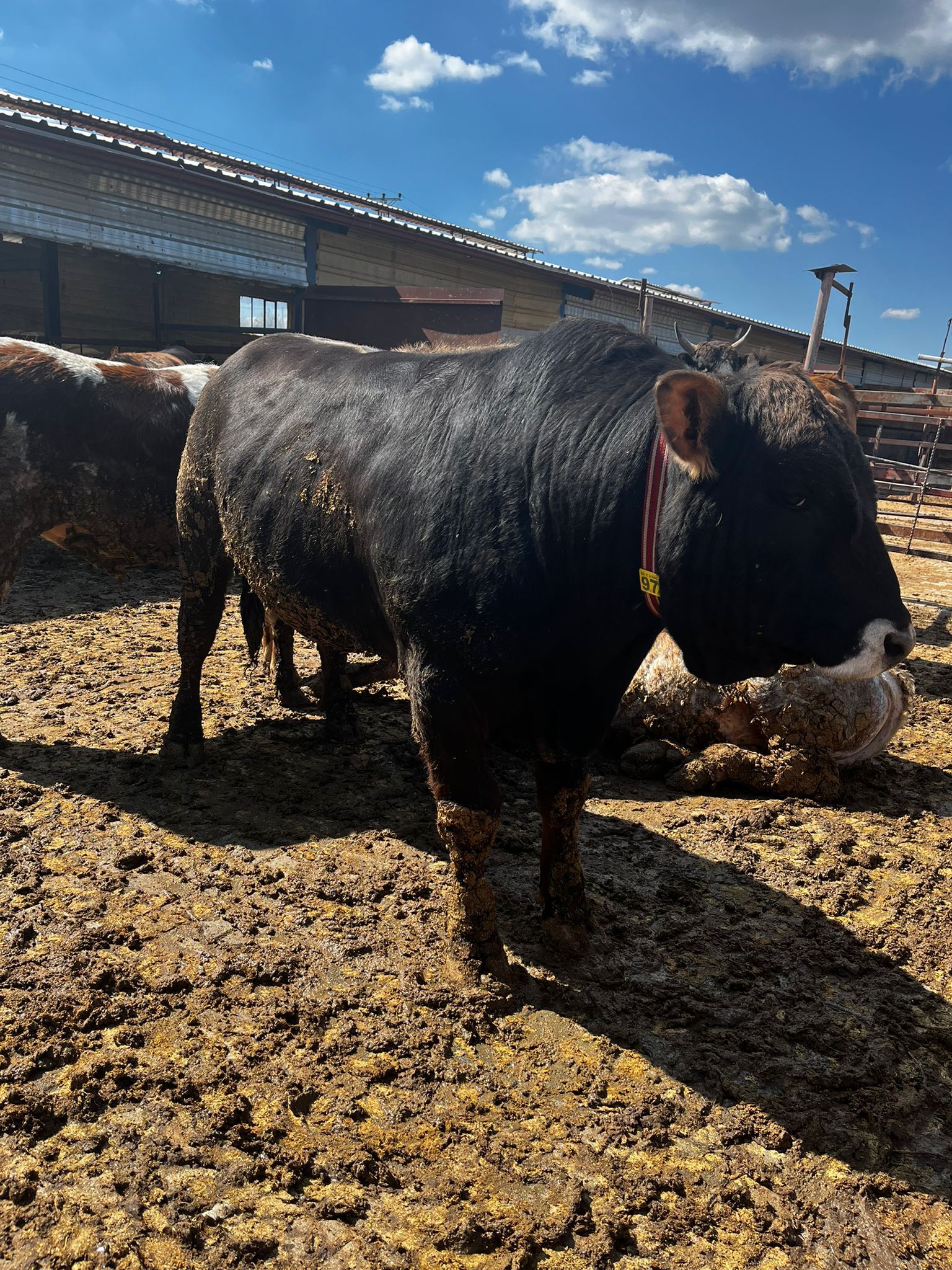 “Kurbanlıklarımız Kendi (5)