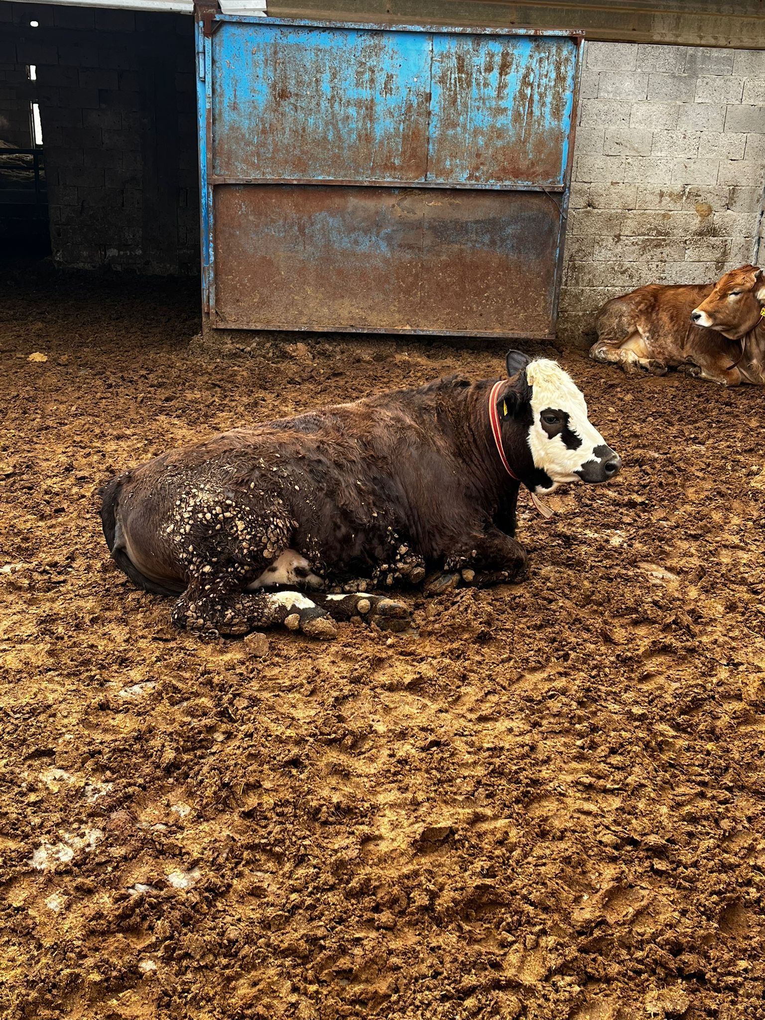 “Kurbanlıklarımız Kendi (6)