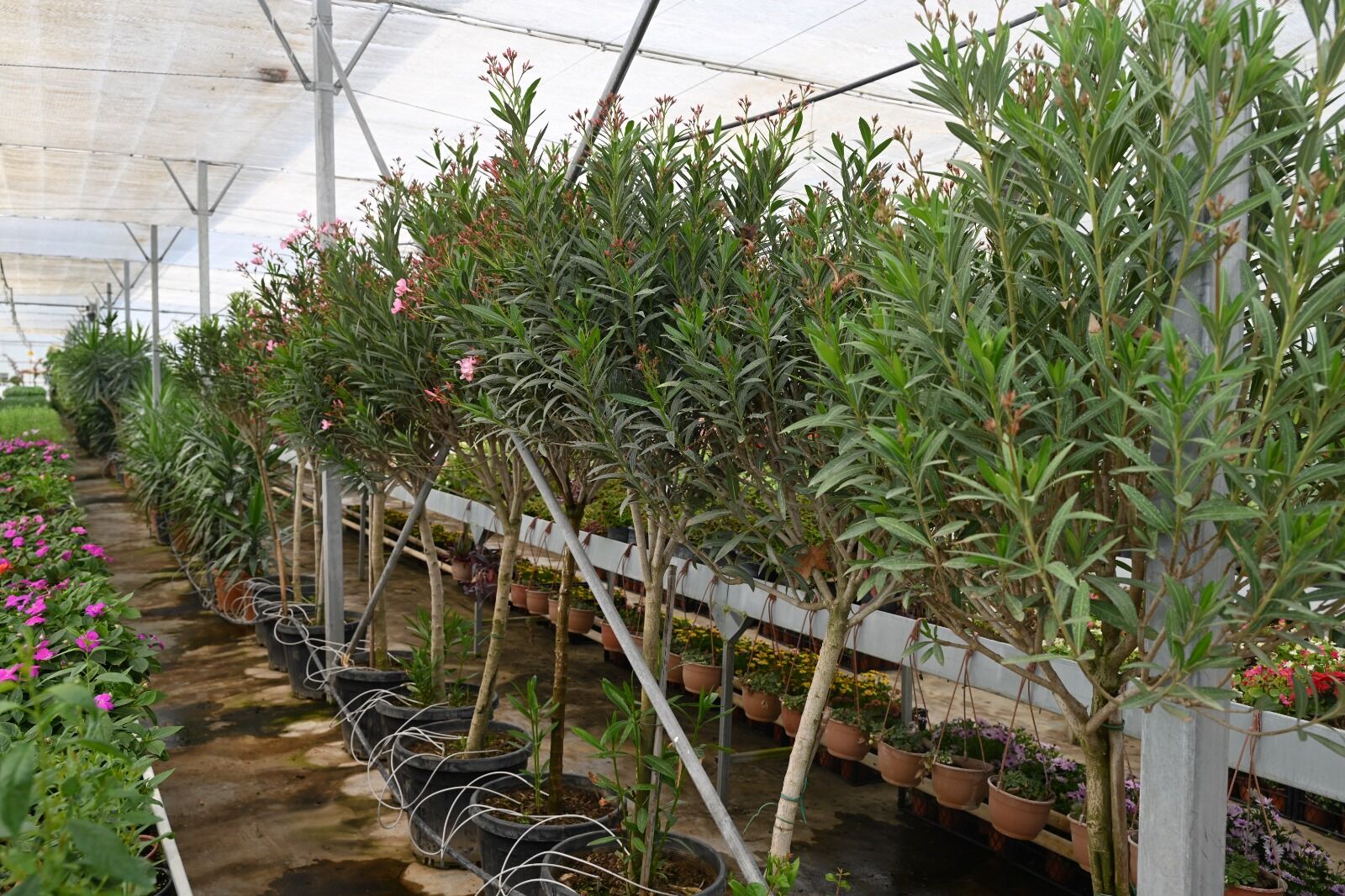 Whatsapp Image 2026 04 13 At 15.15.46